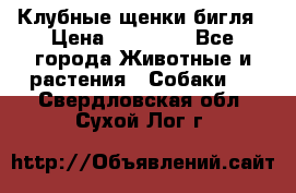 Клубные щенки бигля › Цена ­ 30 000 - Все города Животные и растения » Собаки   . Свердловская обл.,Сухой Лог г.